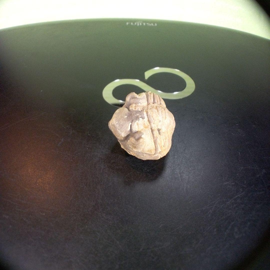 三葉虫　化石　fossil　ボリビア産　trilobite　海生動物個体②