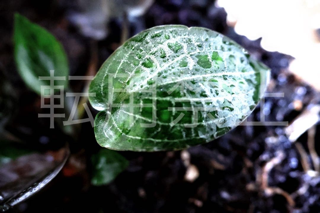 Cryptocoryne sp. philippines min-2【LA便】
