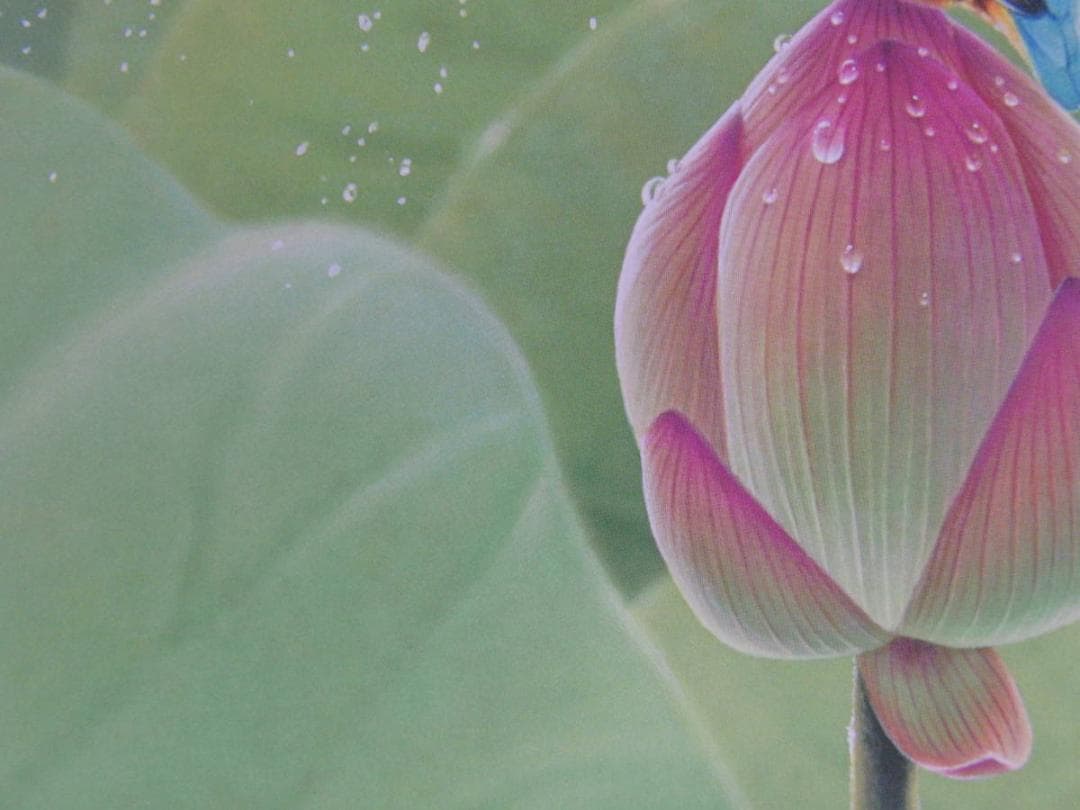 山地司、【蓮とカワセミ1】、希少な額装用画集より、厳選、新品額装