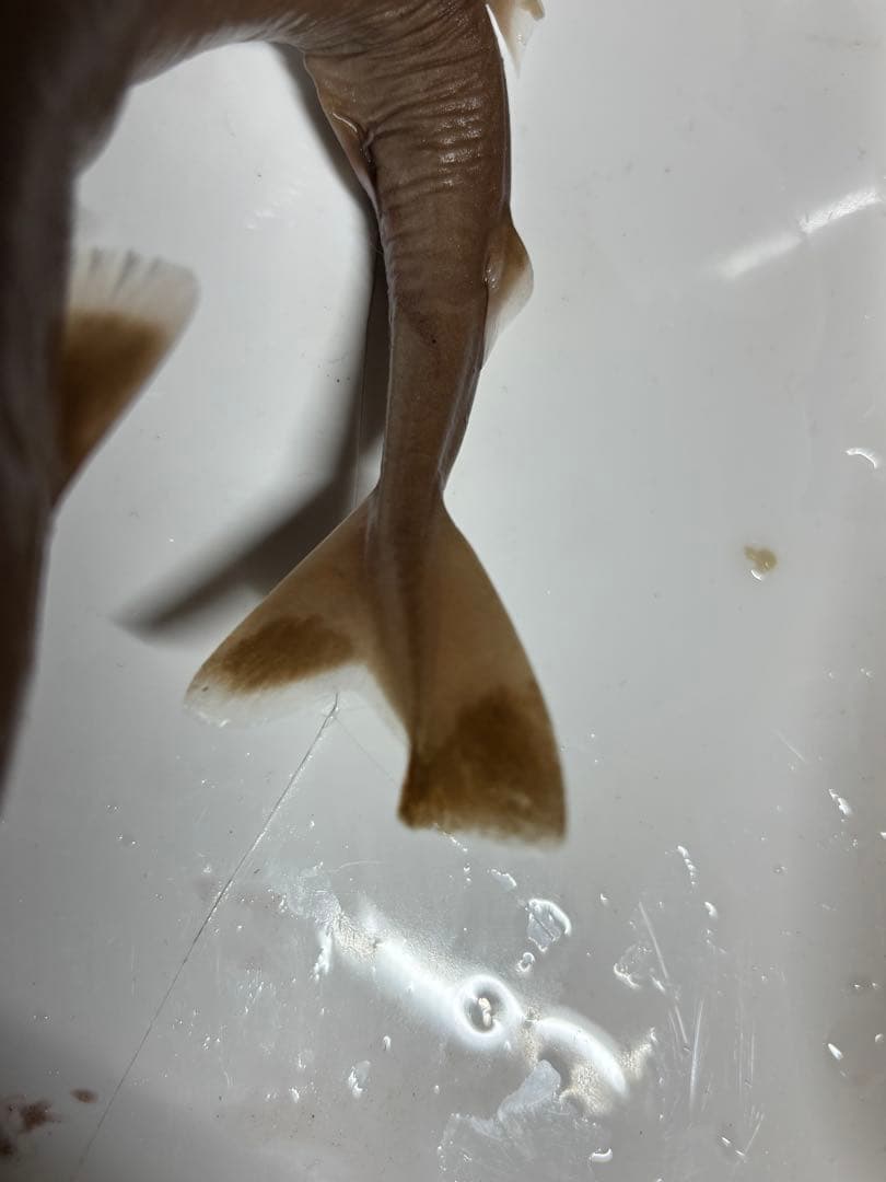 ダルマザメ液浸標本