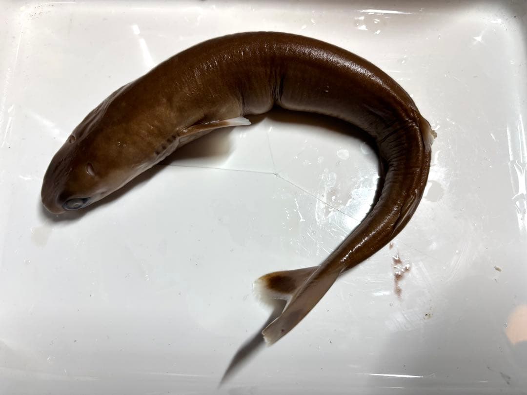 ダルマザメ液浸標本