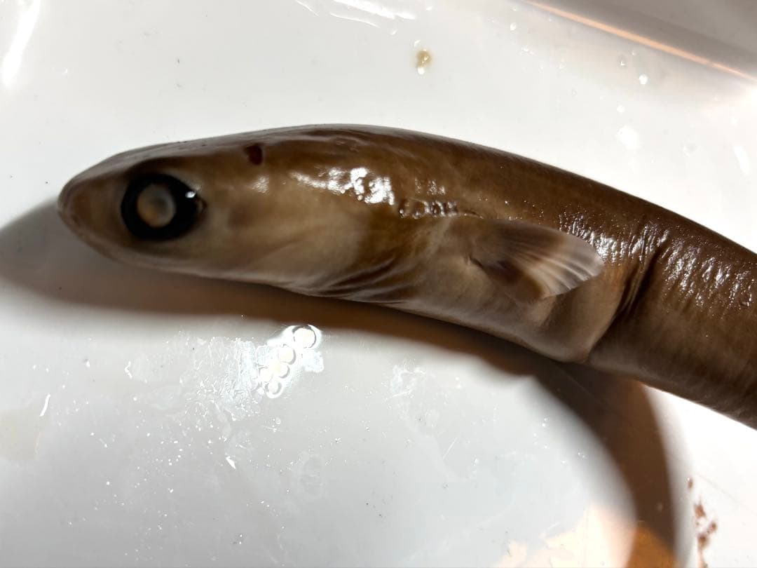 ダルマザメ液浸標本