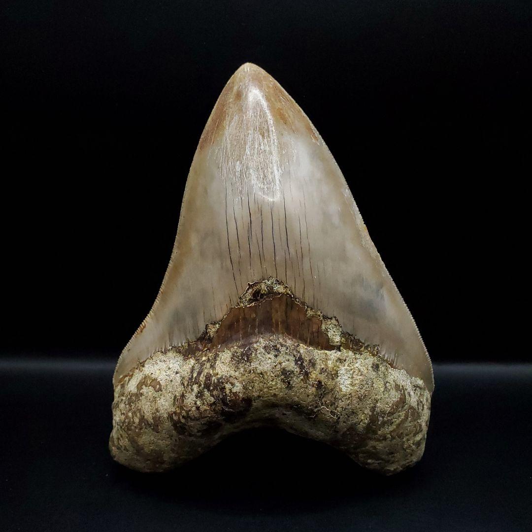 極上 メガロドン 歯 化石 本物 インドネシア 127.05mm mg8