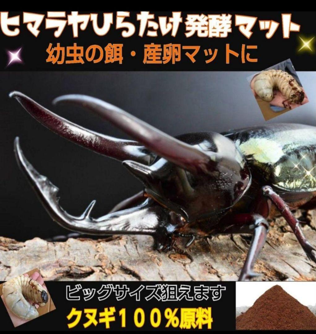 カブトムシ幼虫が大きくなります！発酵マット【たっぷり50リットル】雑虫わきません