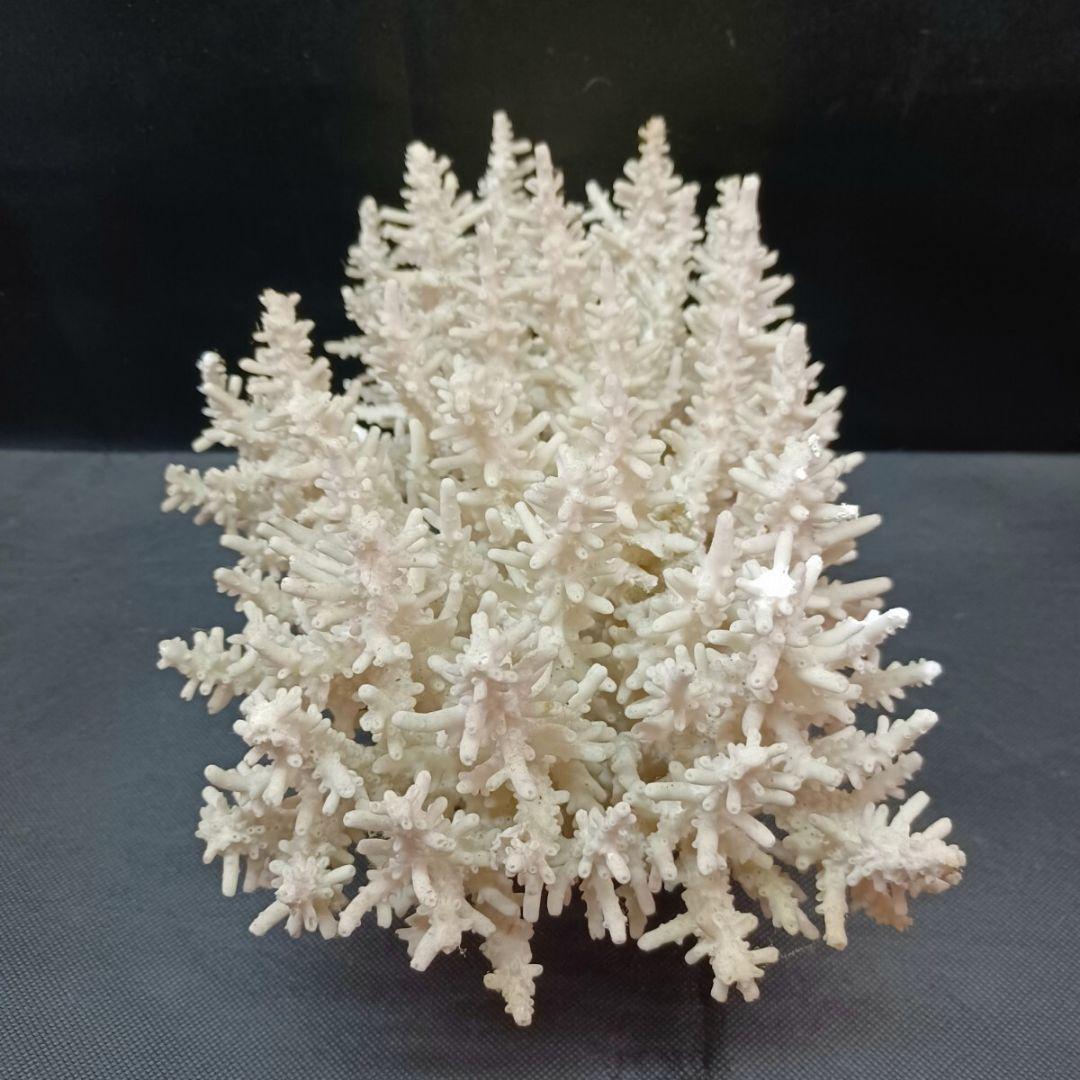 飾り 珊瑚 サンゴ礁 置物 白 海水魚 水槽 レイアウト