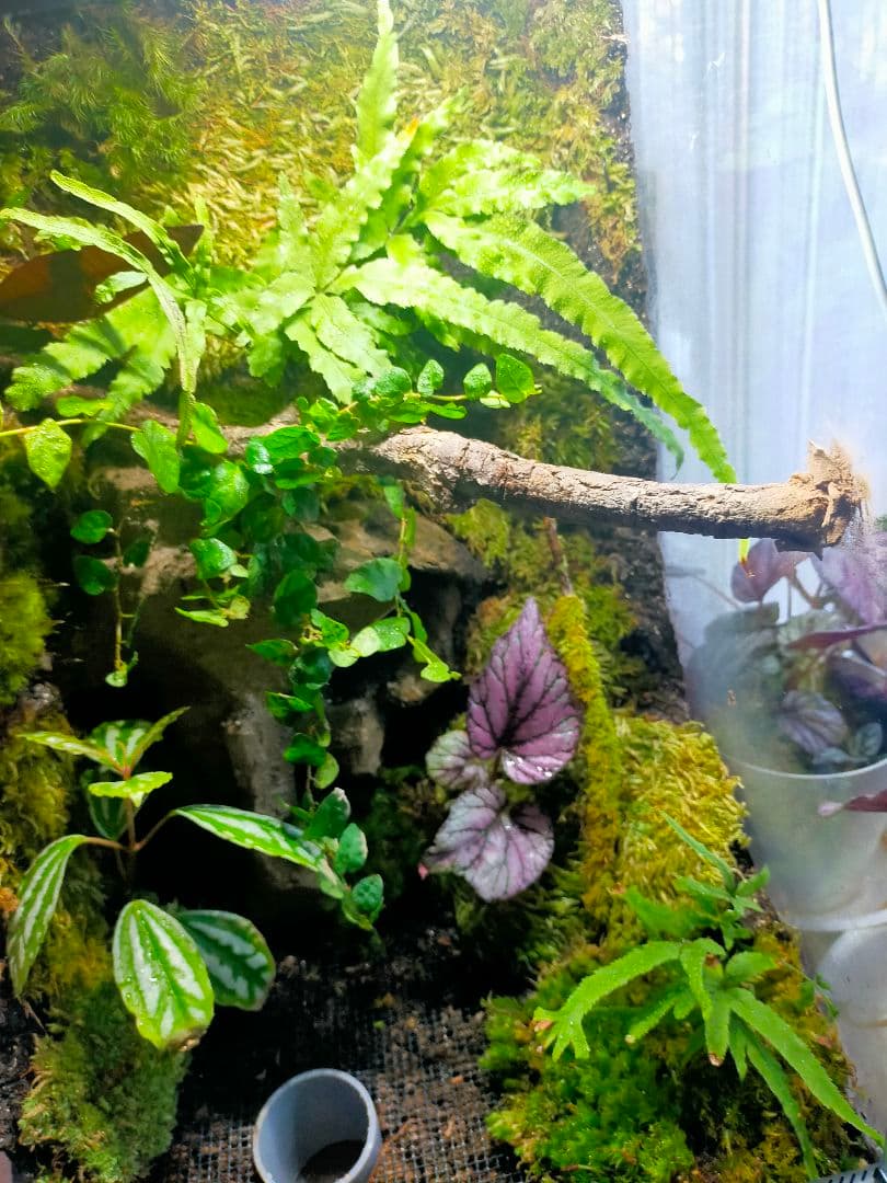 天然苔テラリウムケージ完成品、隠れ家や渡り棒付き、カエル、イモリなど