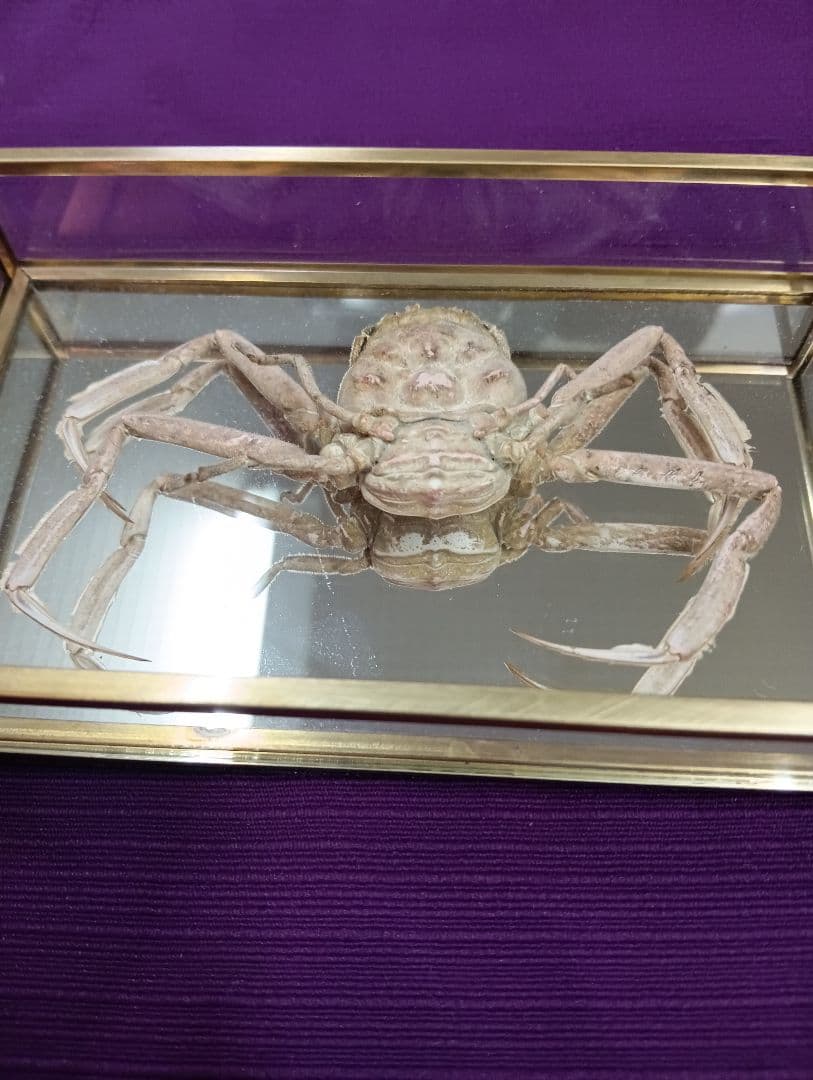 源平合戦古戦場讃岐屋島壇ノ浦周防下関檀之浦戦い平家武者怨霊海底人面蟹標本品