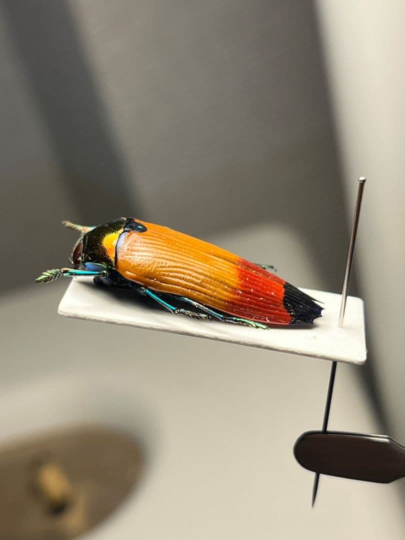 【26mm】ツマルリハデムカシタマムシ 標本 スハンダエ プラチナコガネ