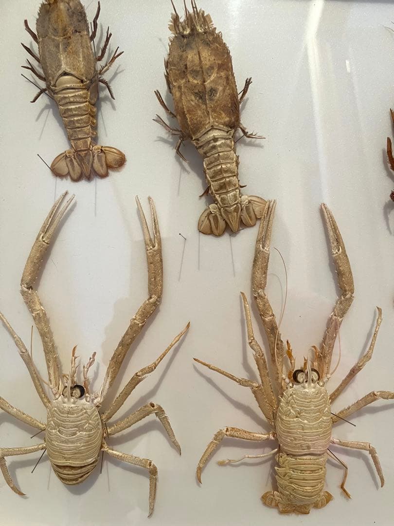 センジュエビとコシオリエビ標本　ドイツ箱入り　7個体