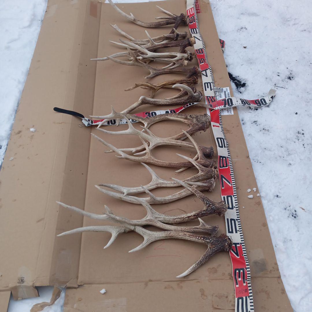 S*i様 蝦夷鹿の角、犬のおもちゃ、工芸品などに １１番