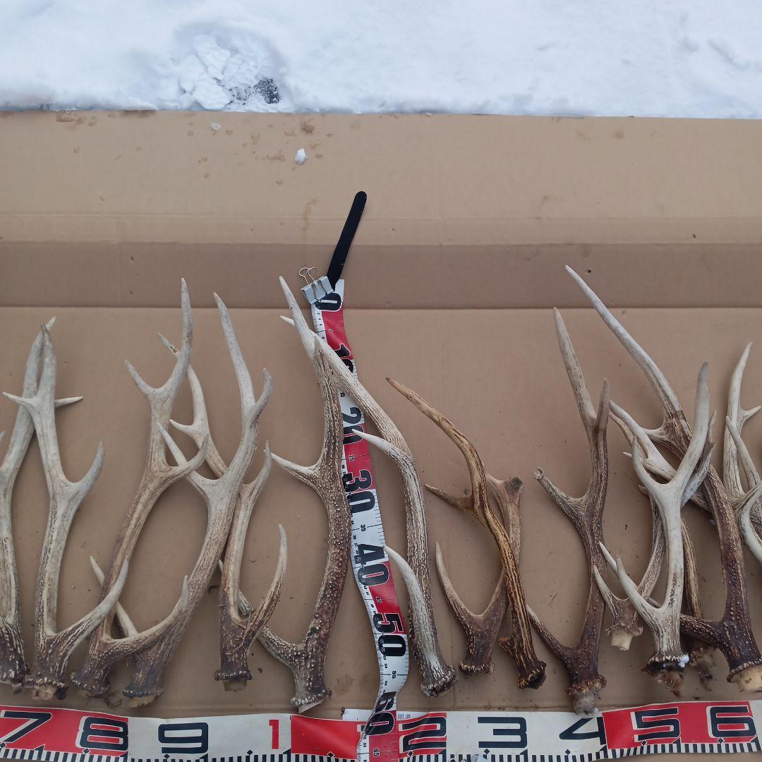 S*i様 蝦夷鹿の角、犬のおもちゃ、工芸品などに １１番