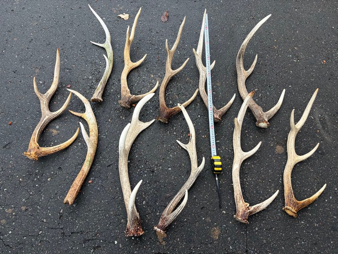 蝦夷鹿の角11本　シカ角