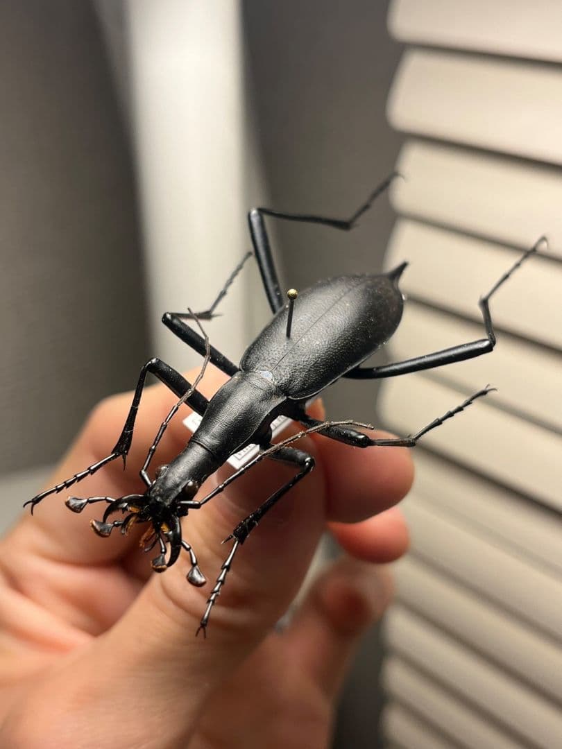 【蝸牛被最大種】フクエマイマイカブリ ホンマイマイカブリ 昆虫標本