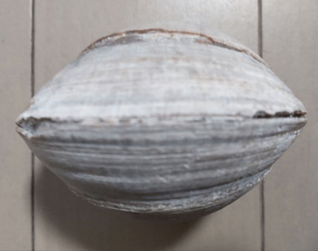 イセシラガイ　化石 ３個セット　 広島市中区八丁堀