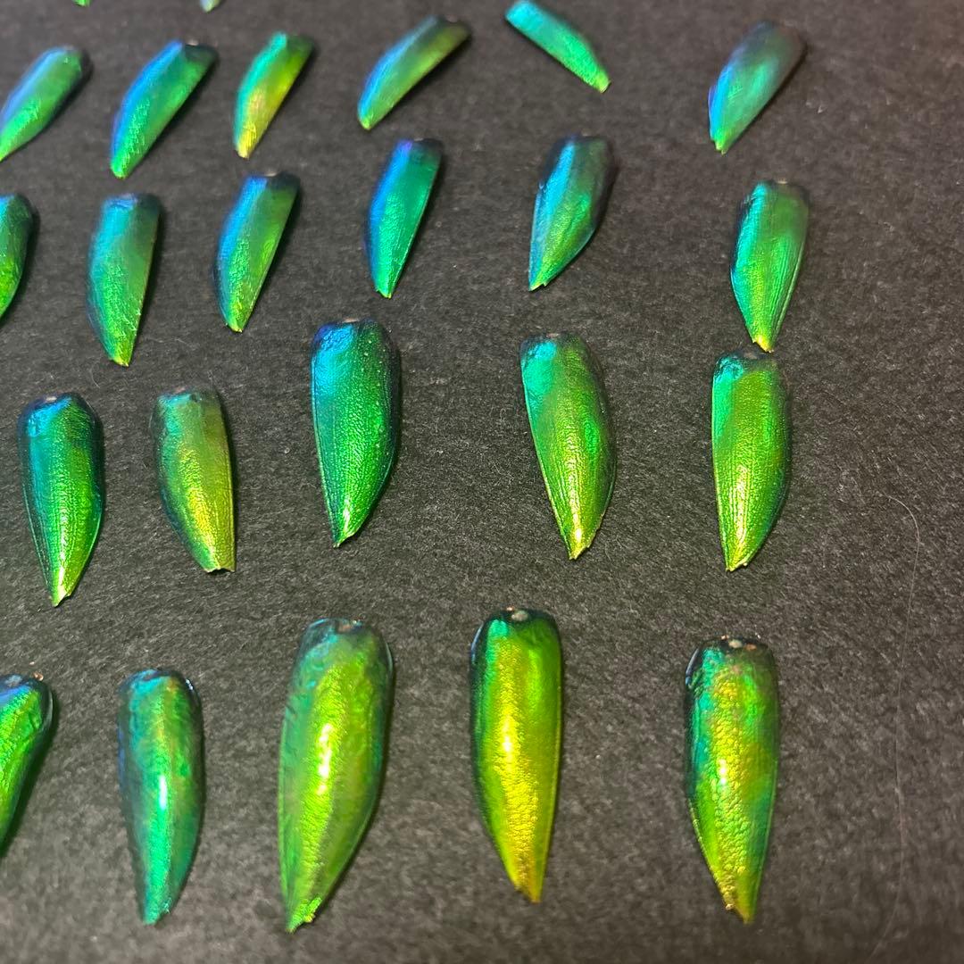 値下げ‼️大特価‼️格安‼️希少　玉蟲の羽2000枚