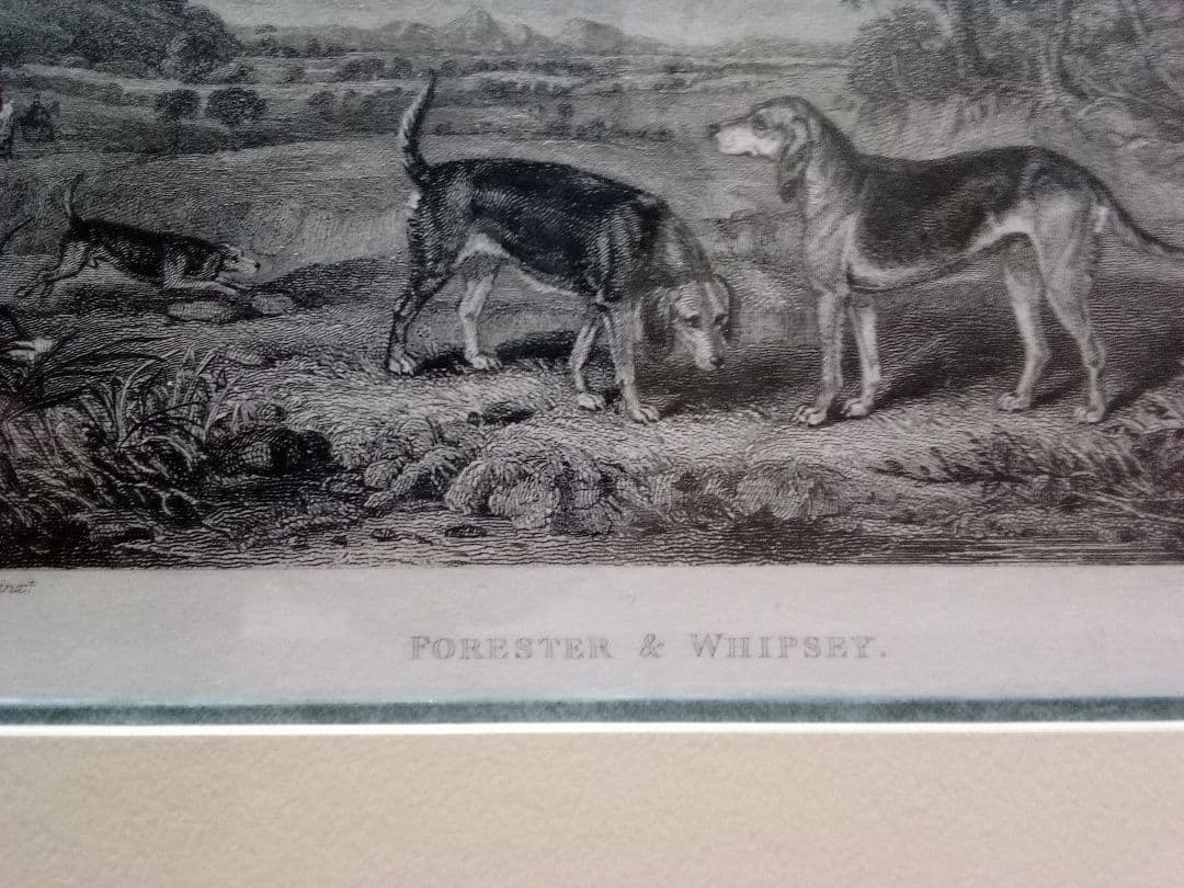 イギリス 銅版画 (エッチング技法) の額装品 猟犬