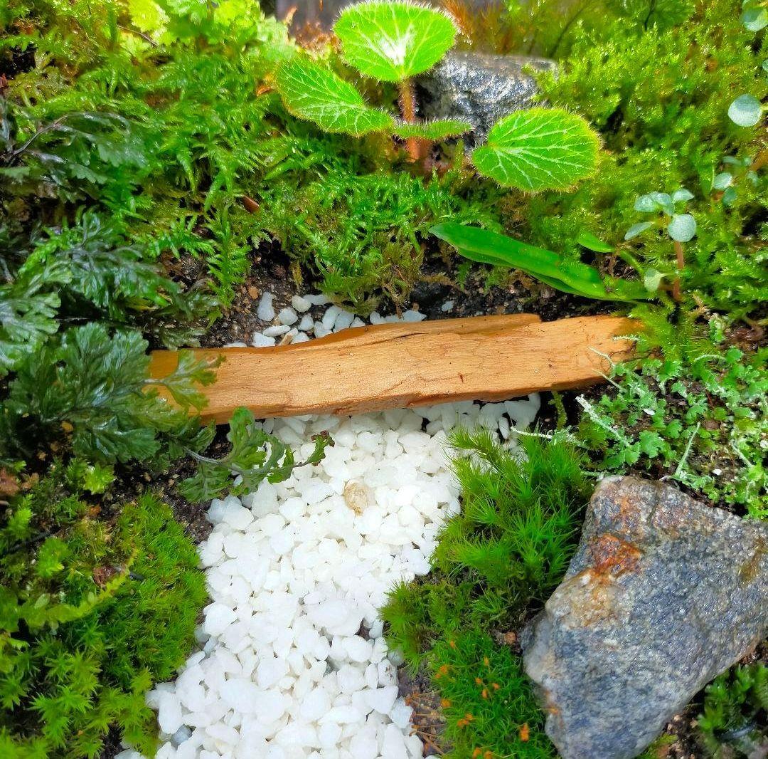 少年くんページ