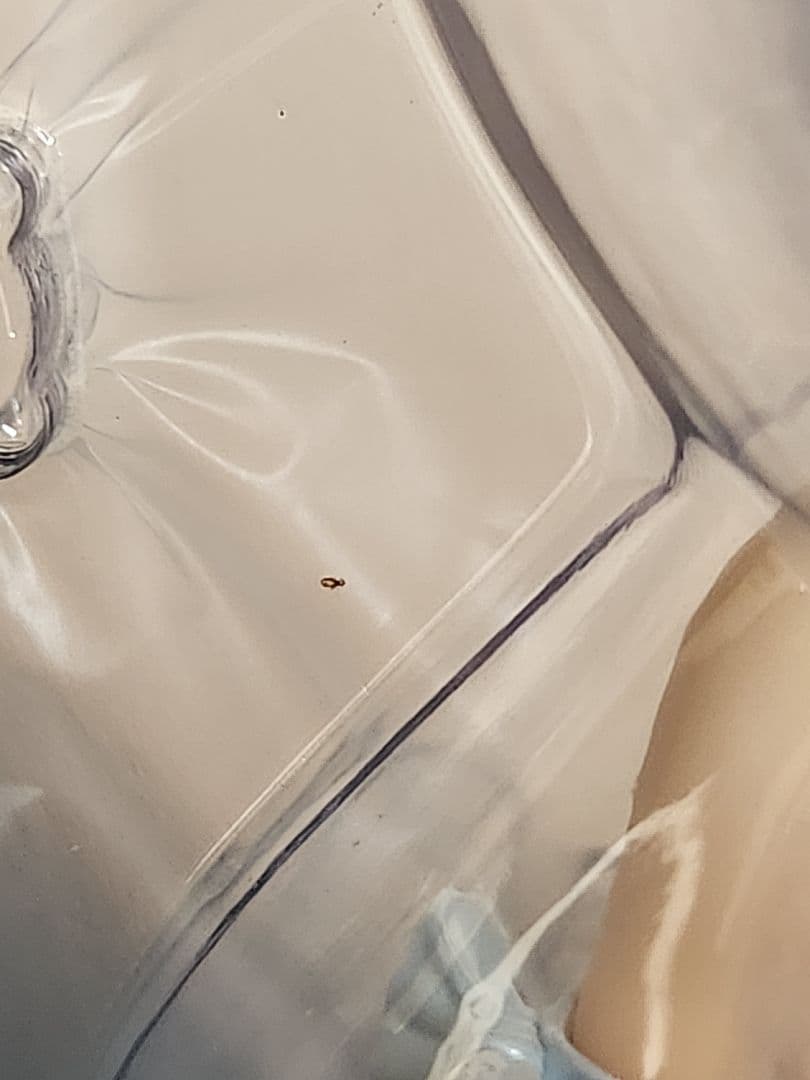 一騎当千　呂蒙子明　フィギュア　バニー