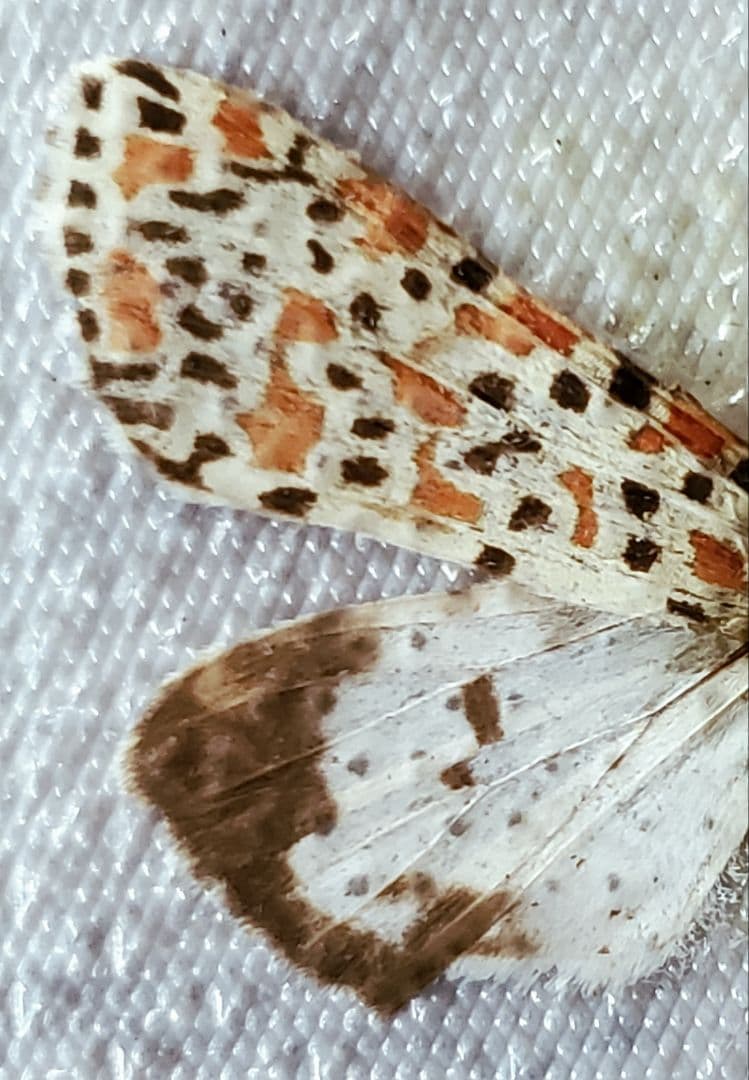 【1960年代当時物】☆蝶類標本☆『台湾産蝴蝶2/2』☆本物の蝶を100頭収録☆