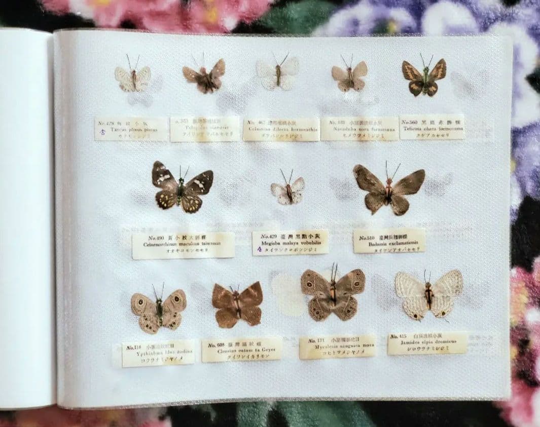 【1960年代当時物】☆蝶類標本☆『台湾産蝴蝶2/2』☆本物の蝶を100頭収録☆