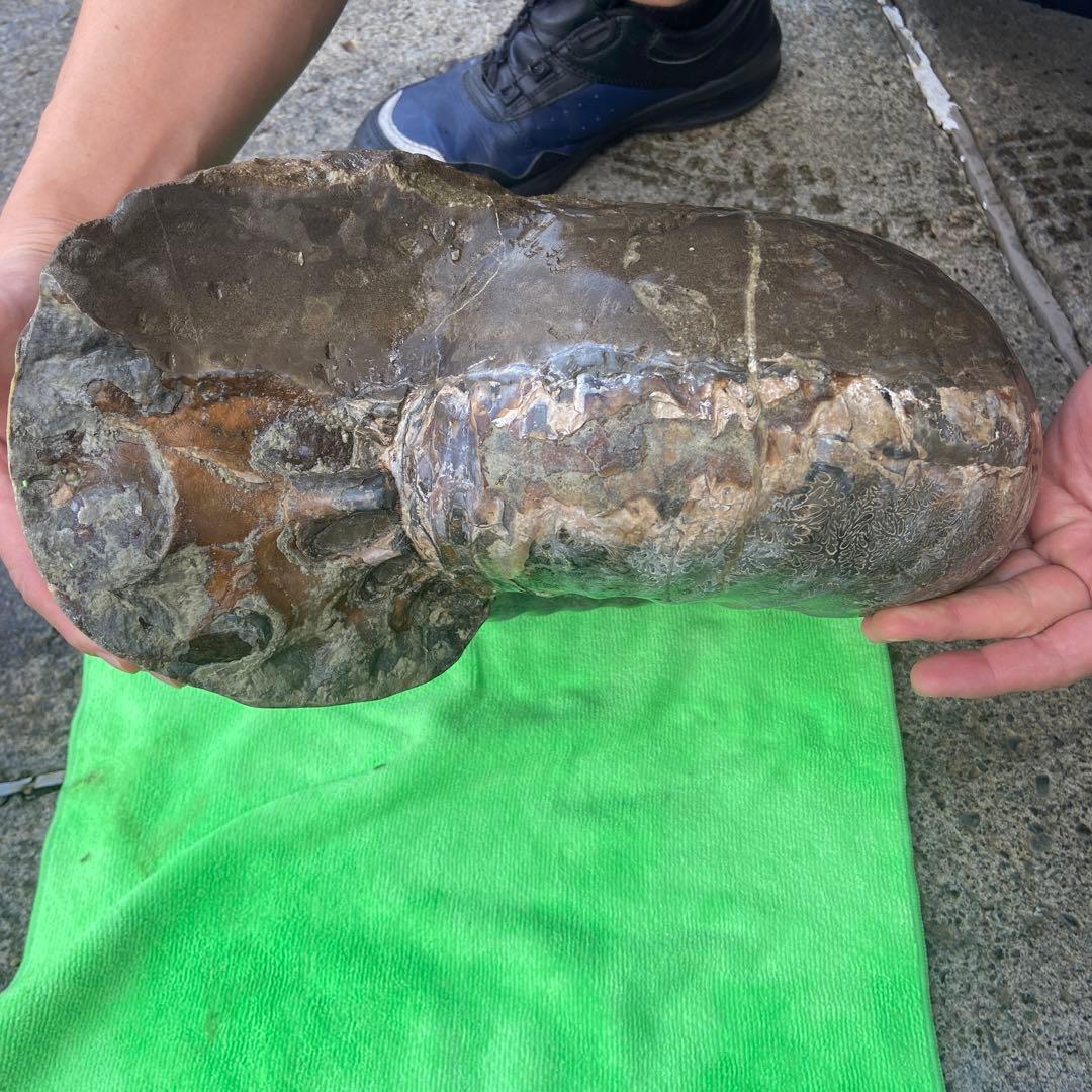 アンモナイト　約32cm