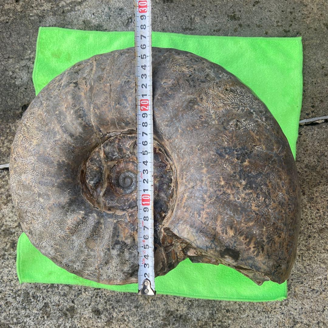 アンモナイト　約32cm