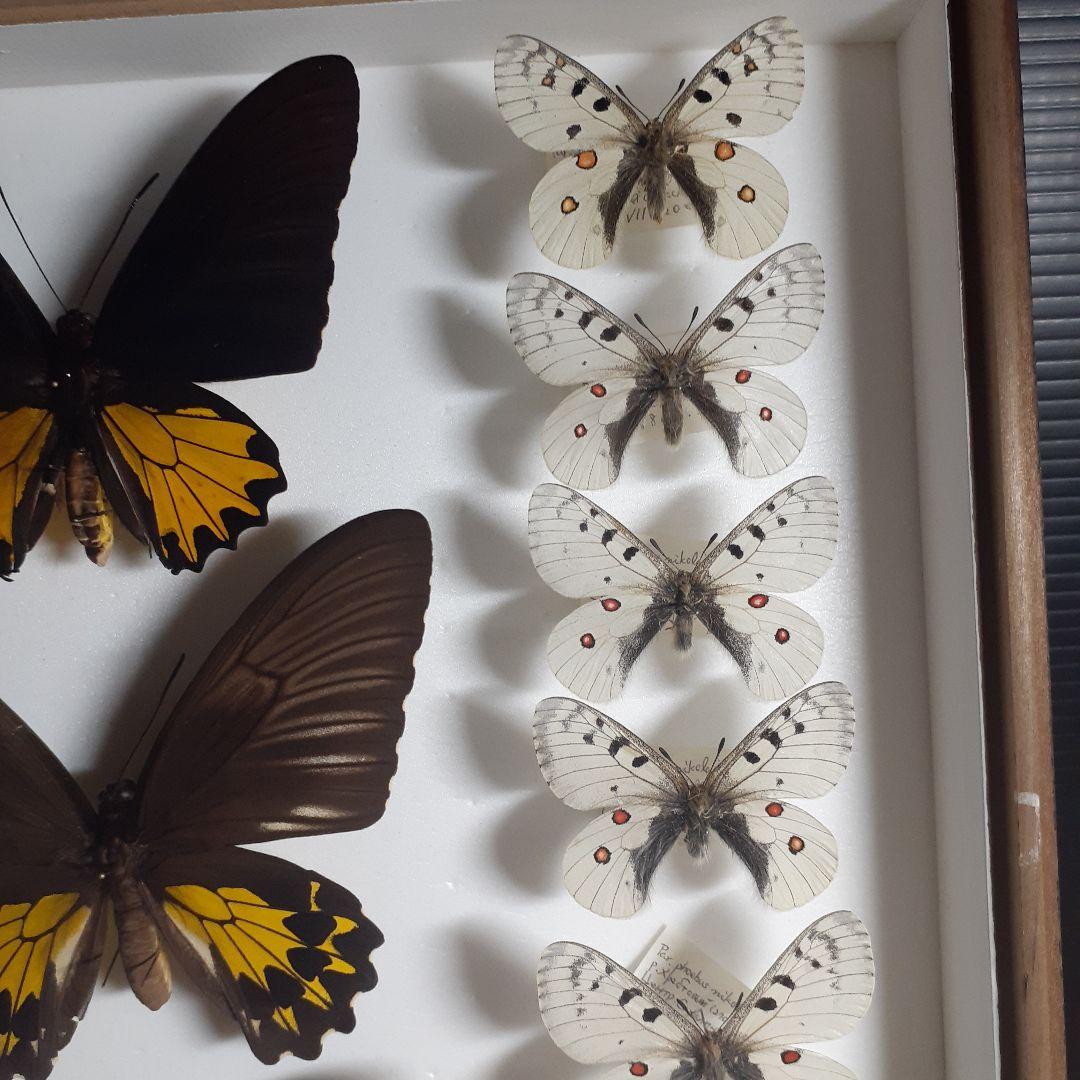 蝶標本　トリバネアゲハ、オオルリアゲハなど19種37頭　大型ドイツ標本箱２箱入り