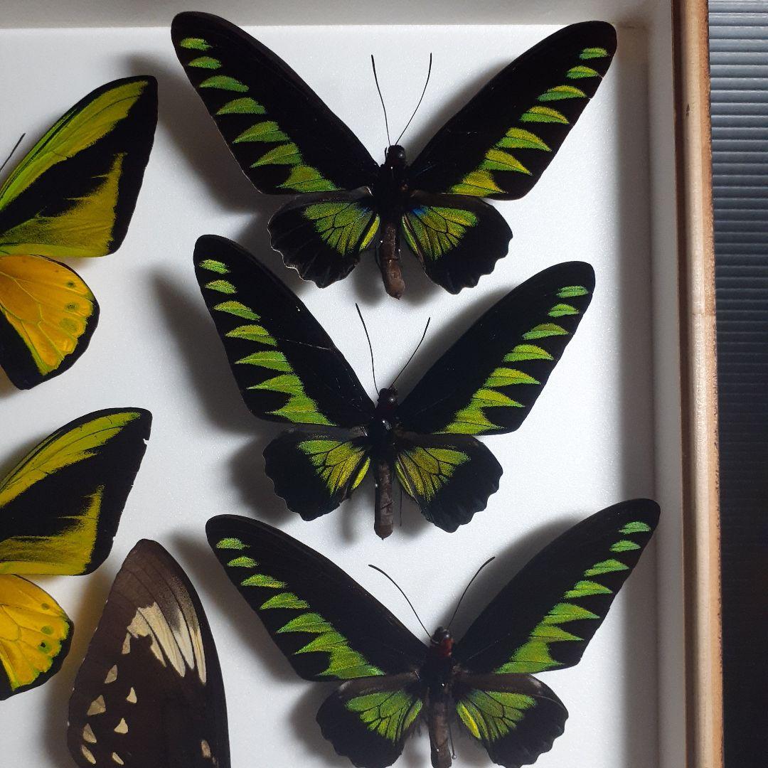 蝶標本　トリバネアゲハ、オオルリアゲハなど19種37頭　大型ドイツ標本箱２箱入り