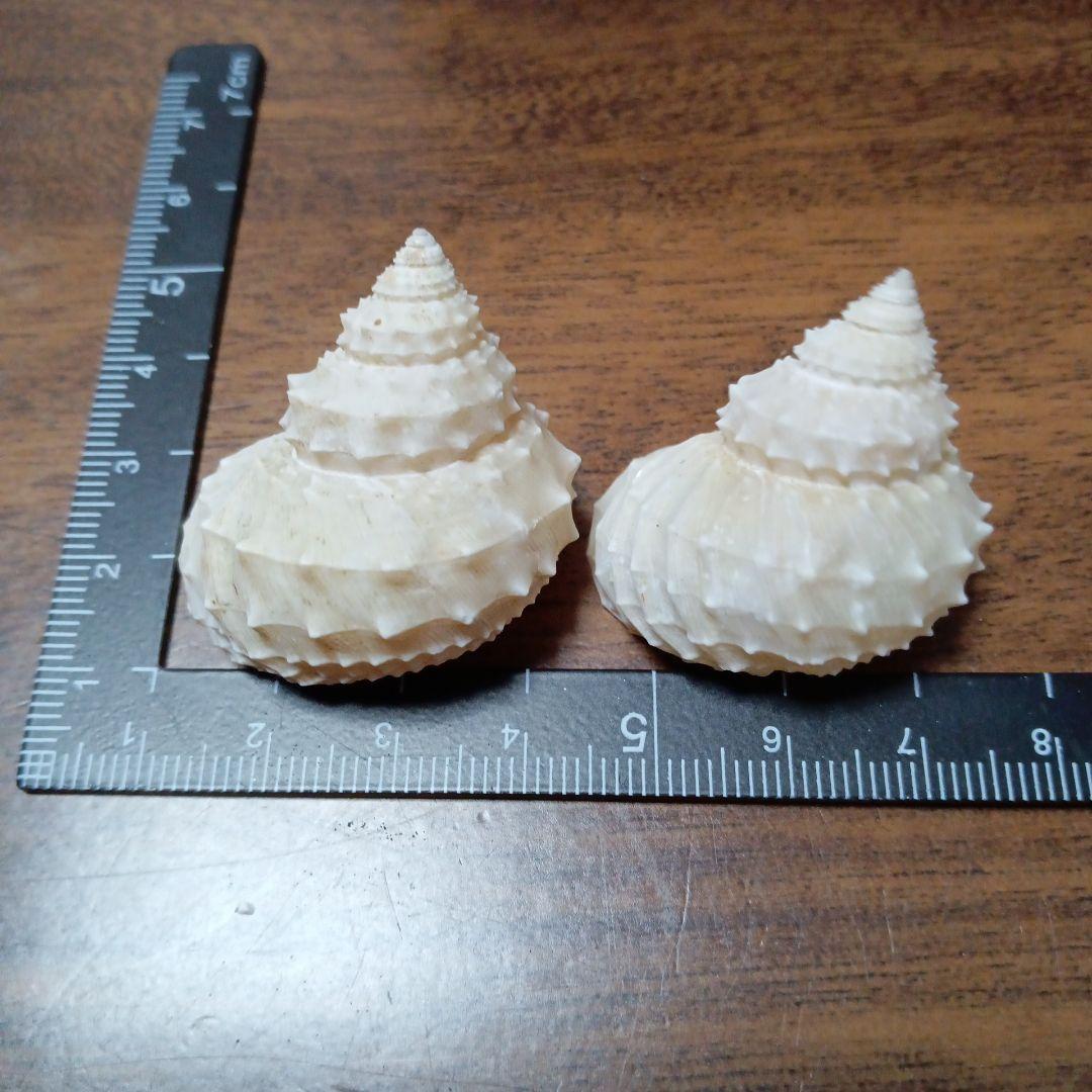 貝殻標本　イガギンエビス⑥