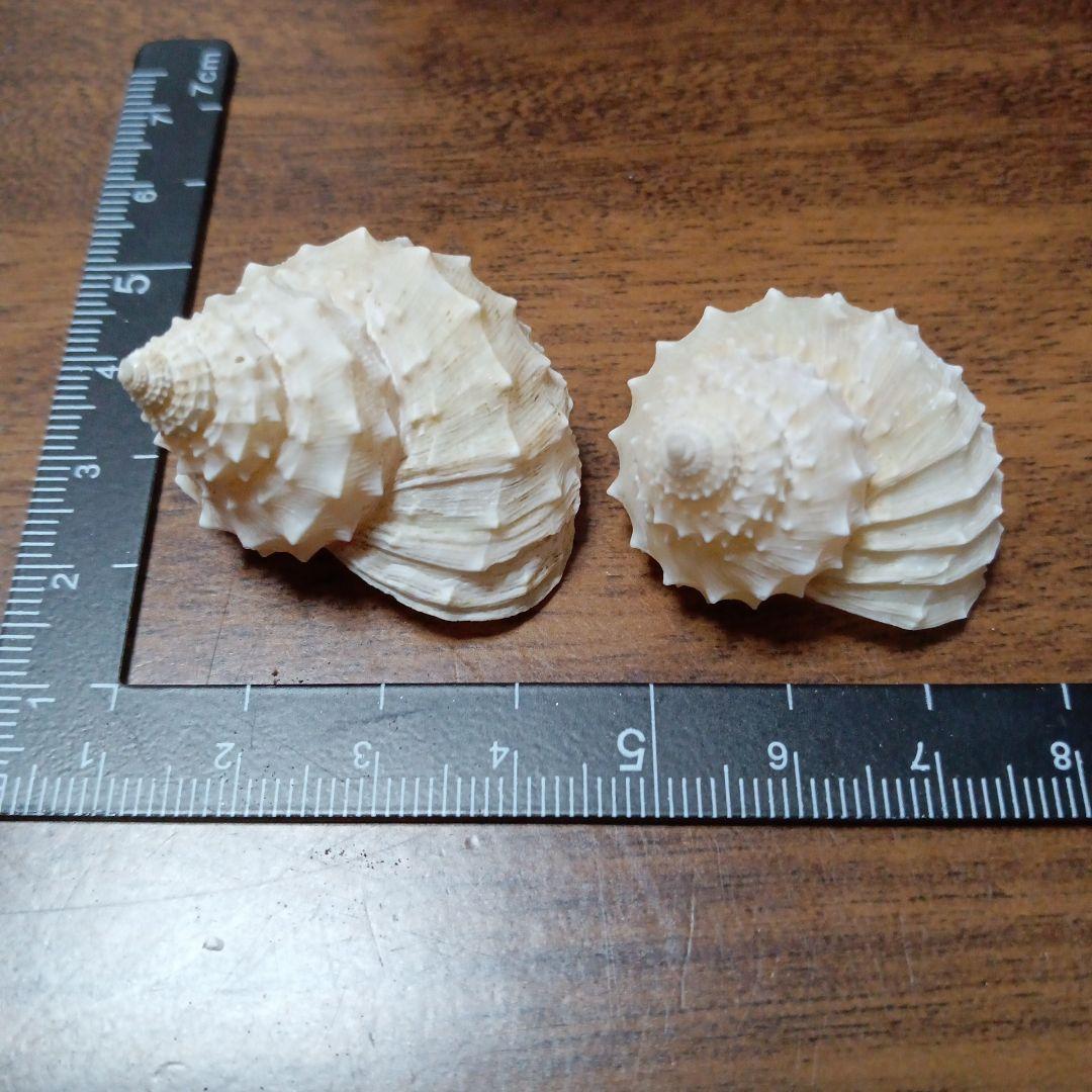 貝殻標本　イガギンエビス⑥