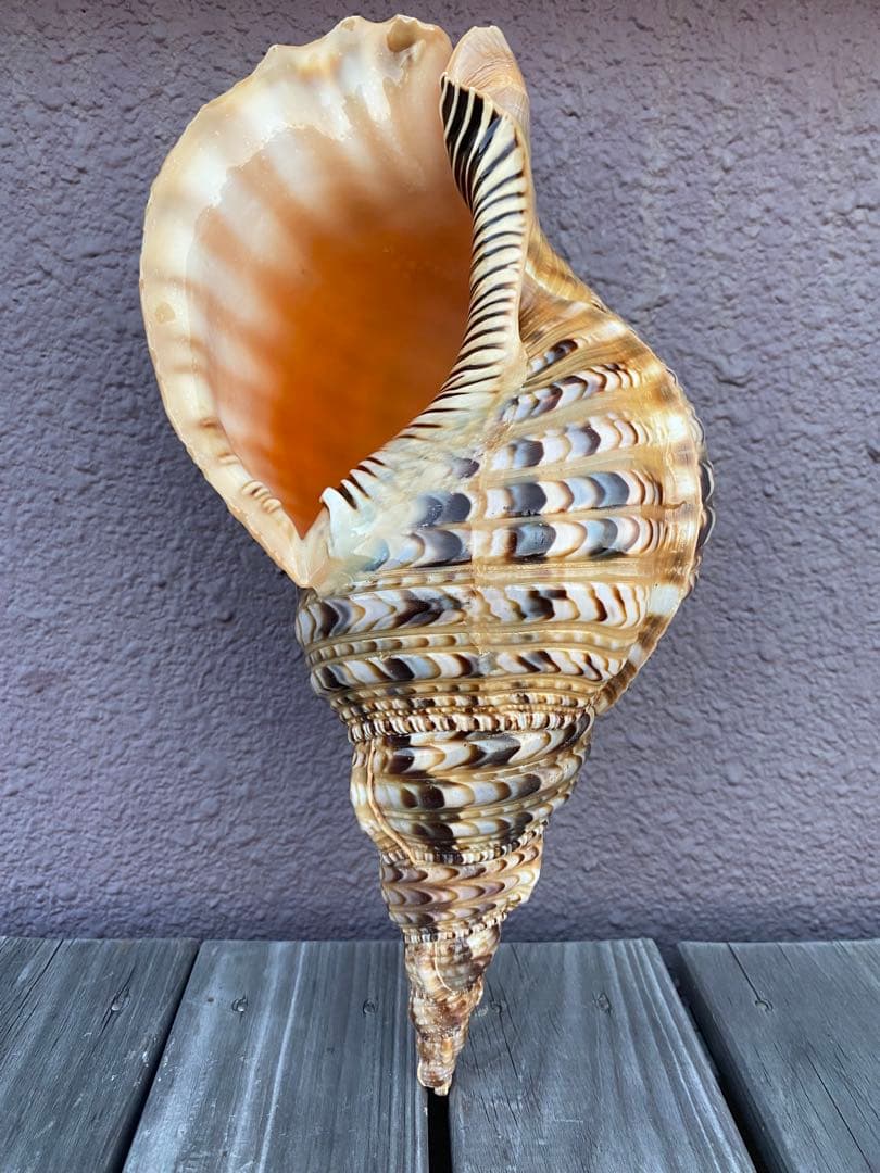 法螺貝　ホラ貝　特大サイズ　36cm 888g 色合いが綺麗　新鮮法螺貝