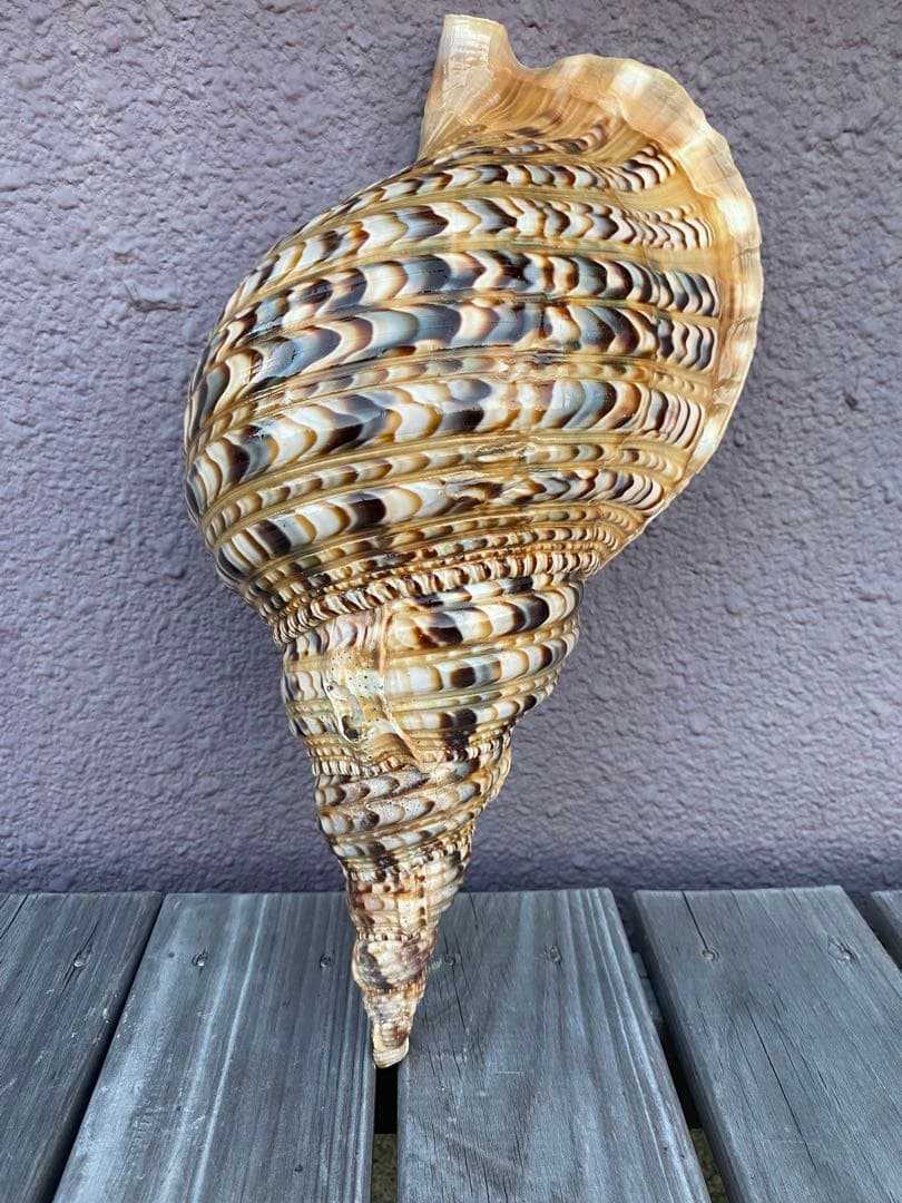 法螺貝　ホラ貝　特大サイズ　36cm 888g 色合いが綺麗　新鮮法螺貝