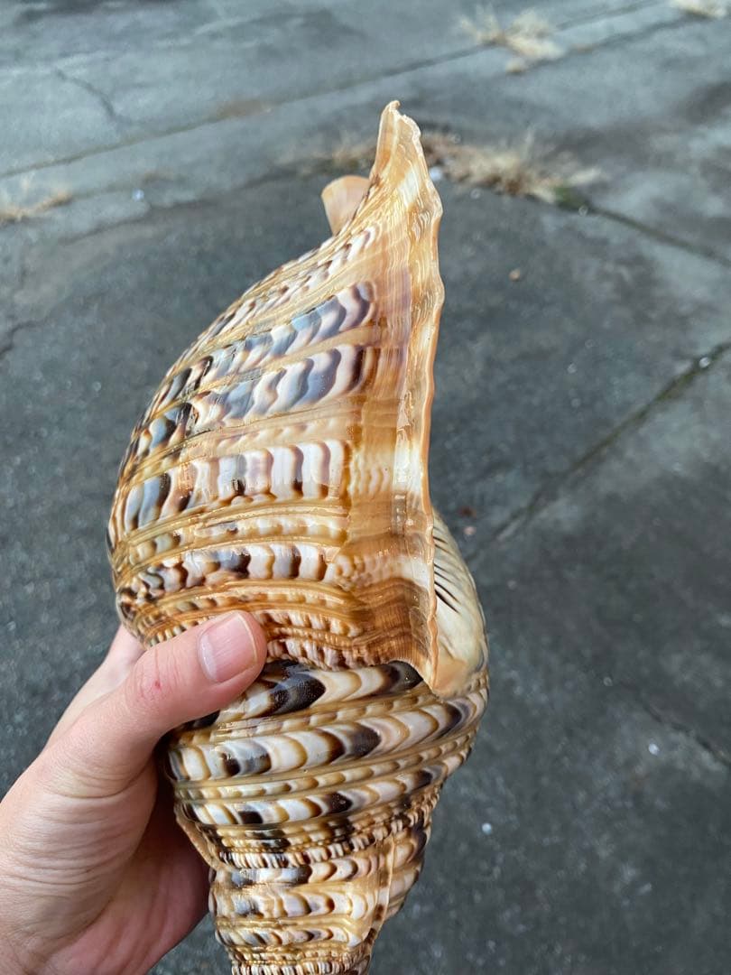 法螺貝　ホラ貝　特大サイズ　36cm 888g 色合いが綺麗　新鮮法螺貝