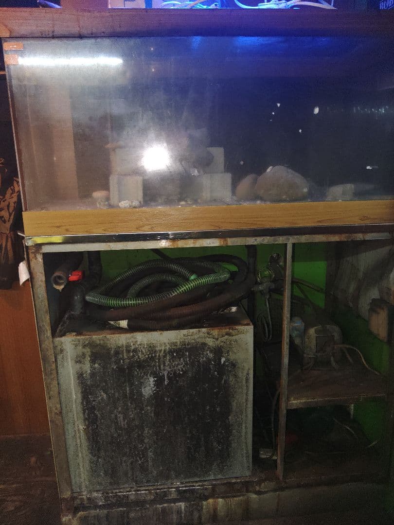 活魚用水槽　冷却機付き