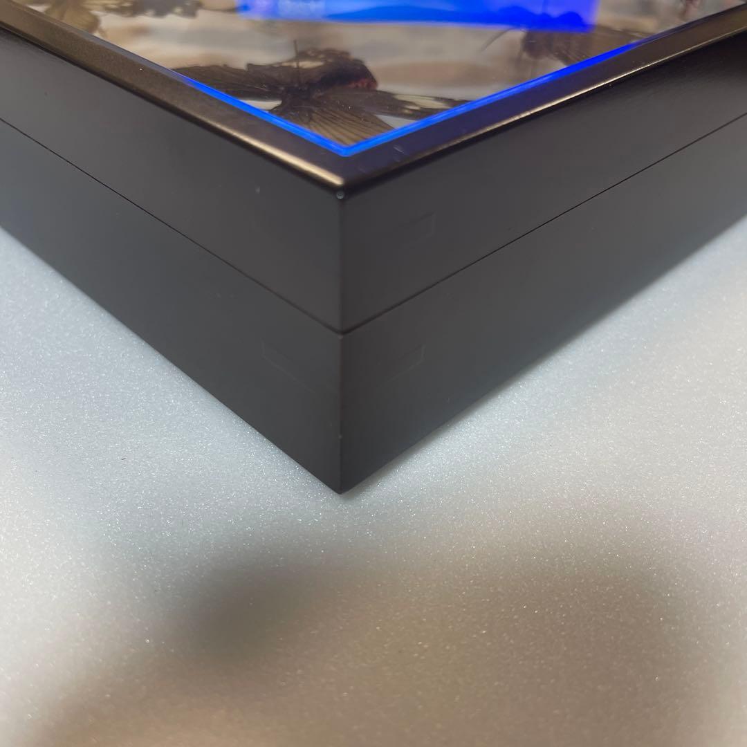 黒いアゲハ蝶各種の標本