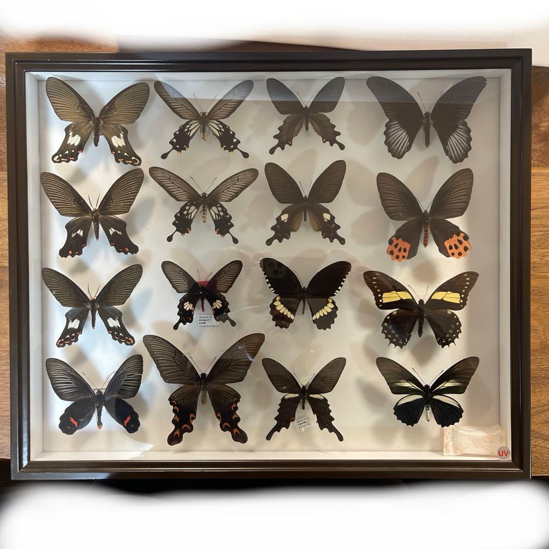 黒いアゲハ蝶各種の標本