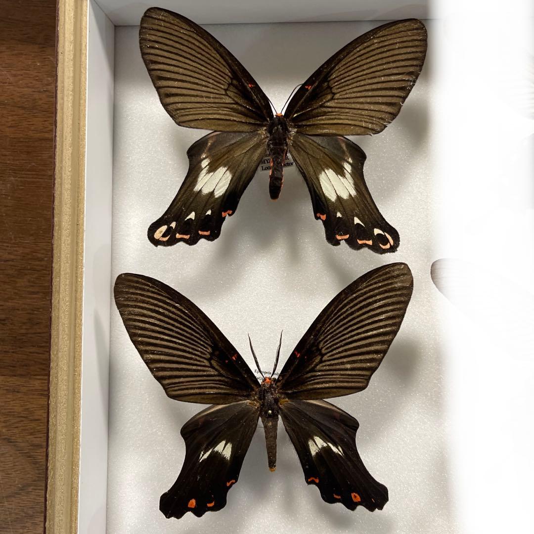 黒いアゲハ蝶各種の標本