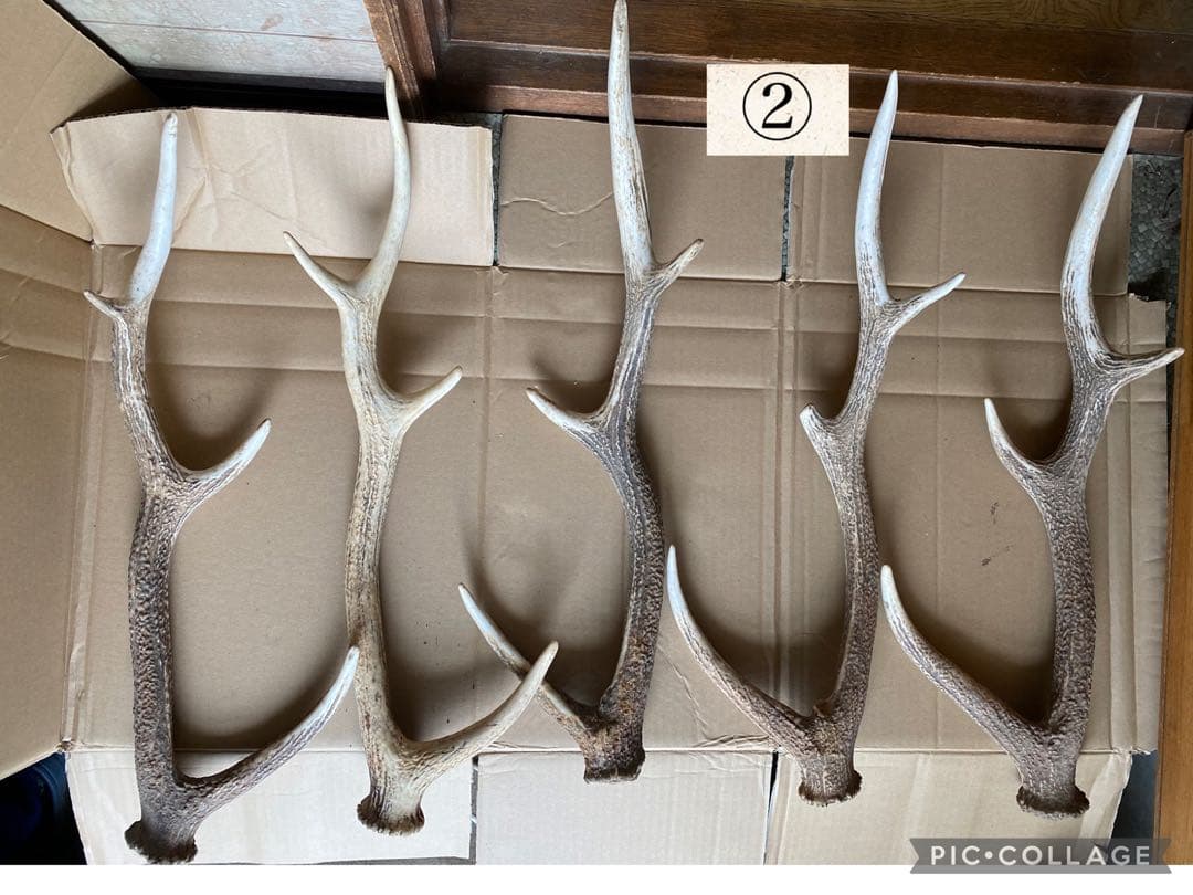 鹿の角 30本
