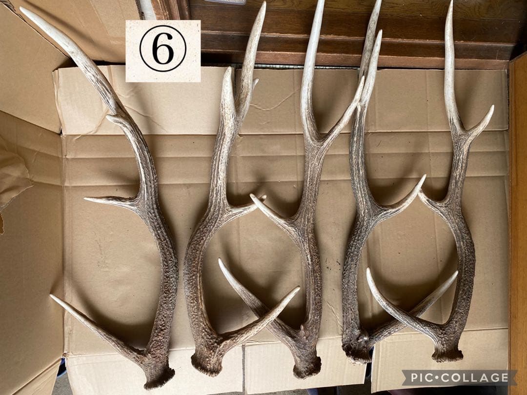 鹿の角 30本