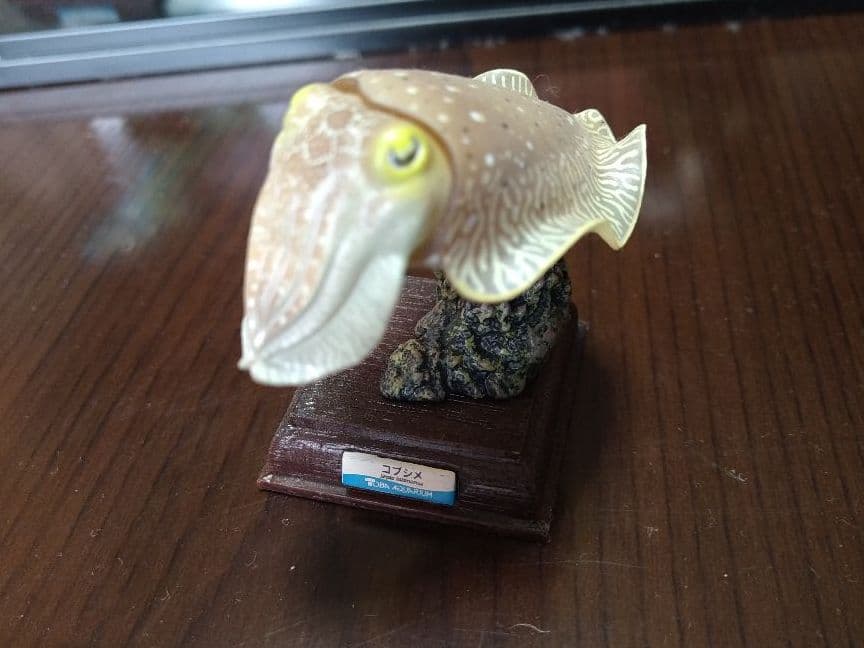 コブシメ　ネイチャーテクニカラー　ガチャガチャフィギュア