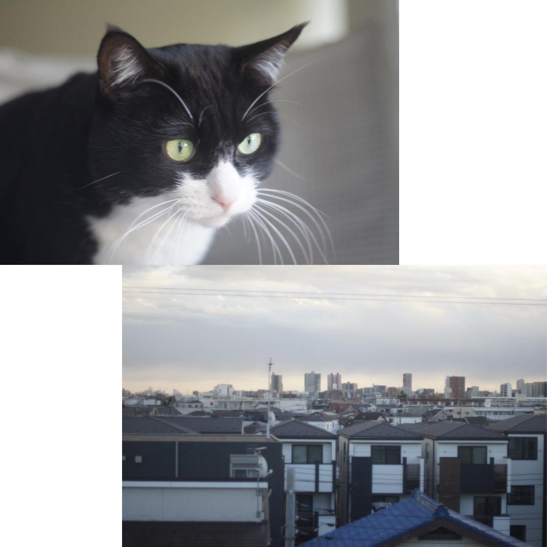 整備済 完動 FUJICA ST801 黒 FUJINON 55mm F1.8