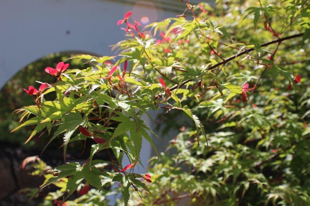 ショット数極僅☆Canon X7白ボディ！USMズーム＋説明書・CD・保護付