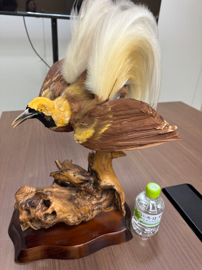 淡*雪様 鳥の標本 極楽鳥　インドネシア　剥製