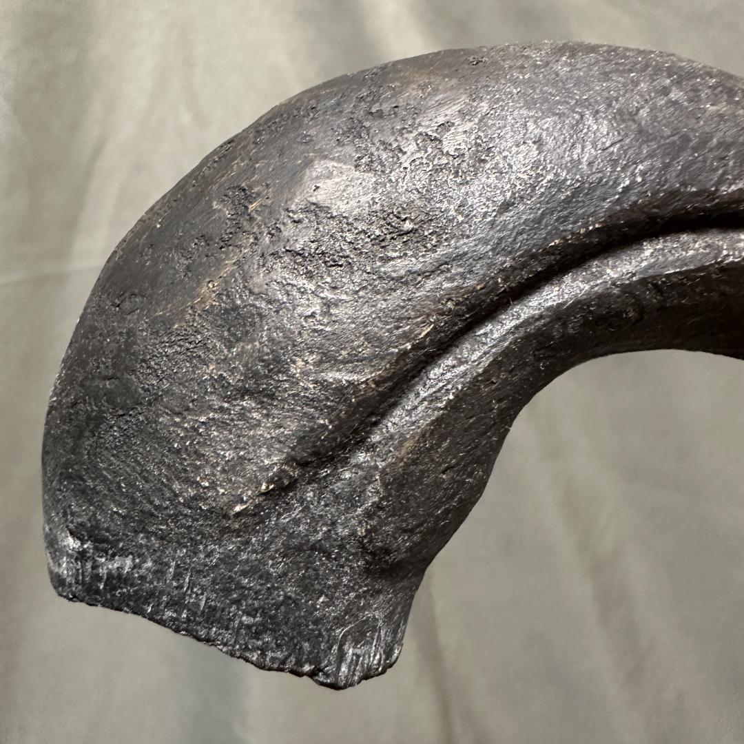 カルカロドントサウルス ハンドクロウ かぎ爪 化石 肉食恐竜 獣脚類 1516