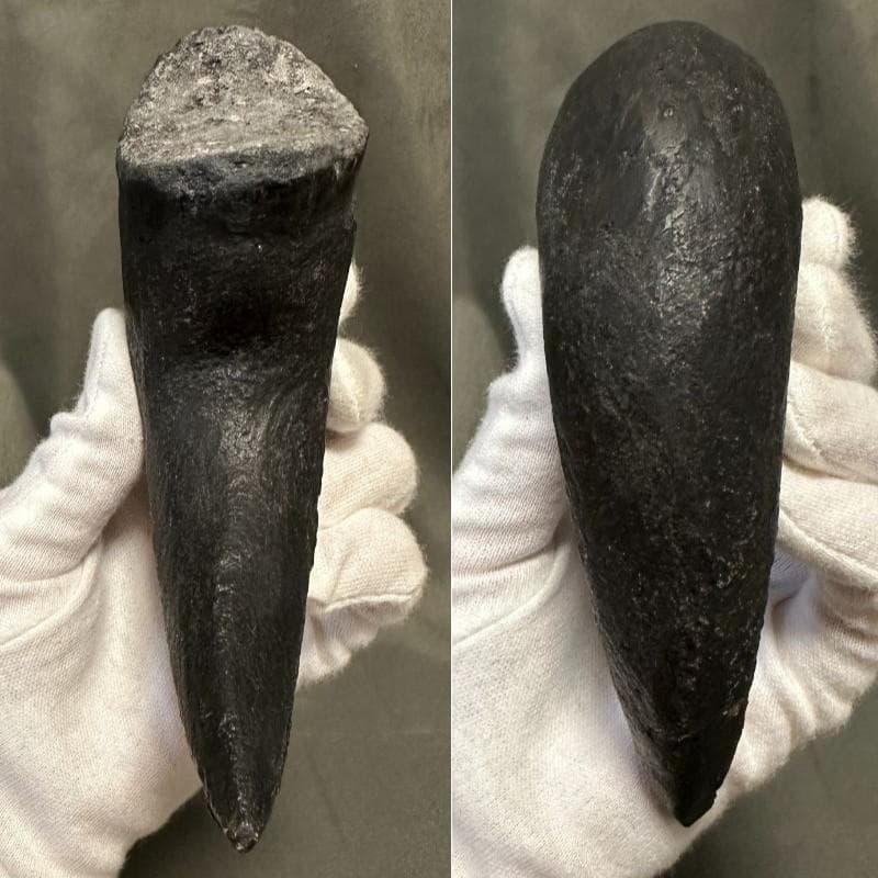 カルカロドントサウルス ハンドクロウ かぎ爪 化石 肉食恐竜 獣脚類 1516