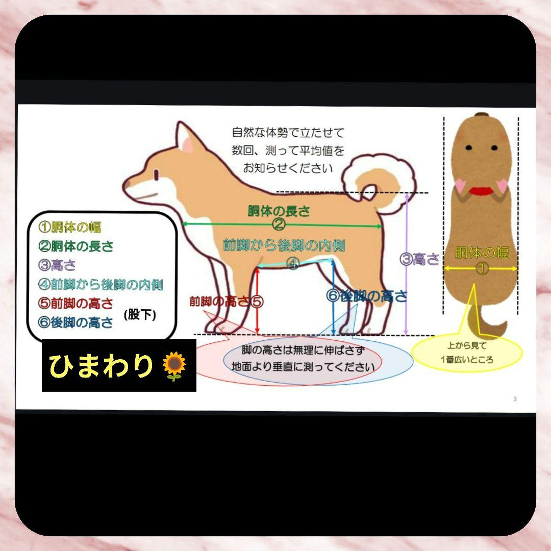 M.ダックス4輪　リハビリ　食事補助　犬用車椅子　介護補助　犬の歩行器
