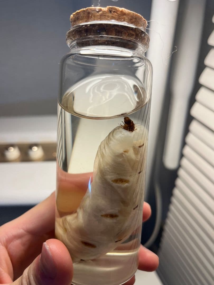 【液浸珍々】シロアリの女王標本 超巨大 液浸標本 昆虫標本 パラポネラ