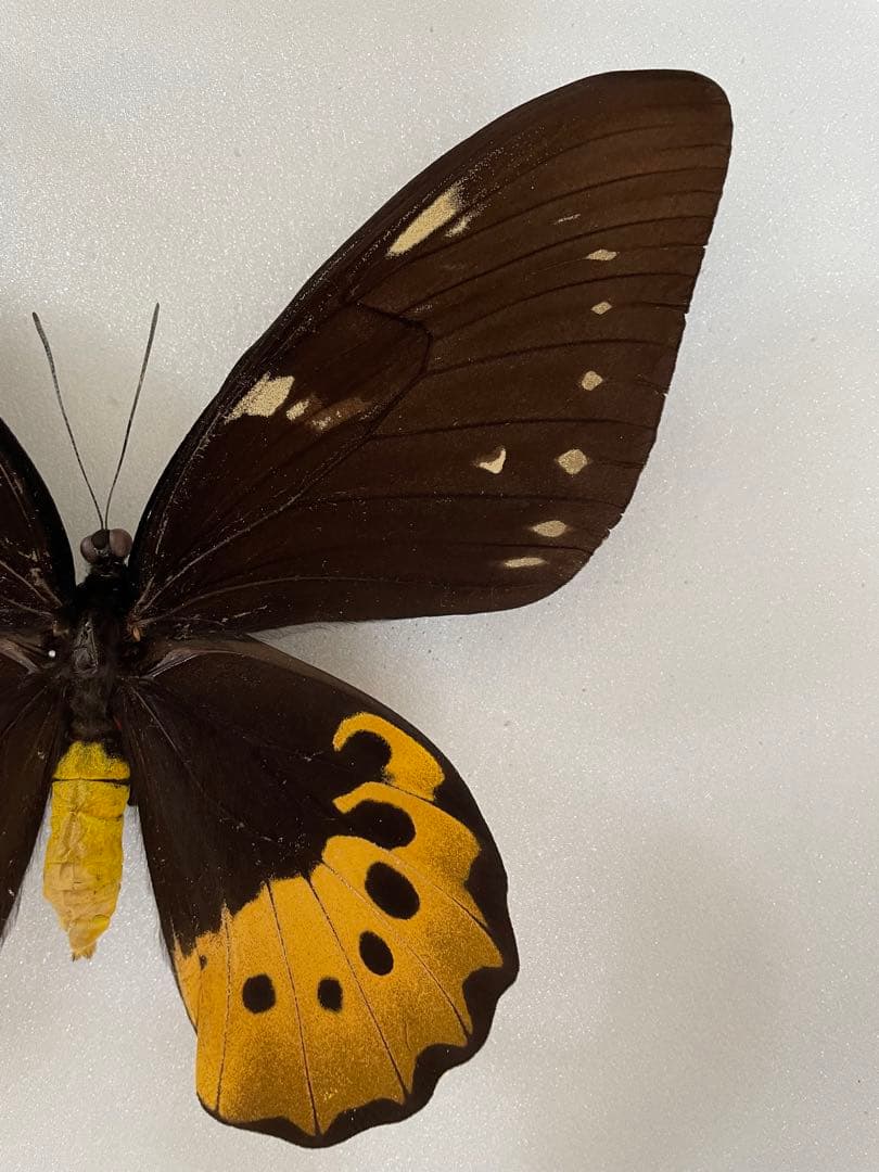【大型】ゴライアストリバネアゲハ（1メス・パプアニューギニア産）