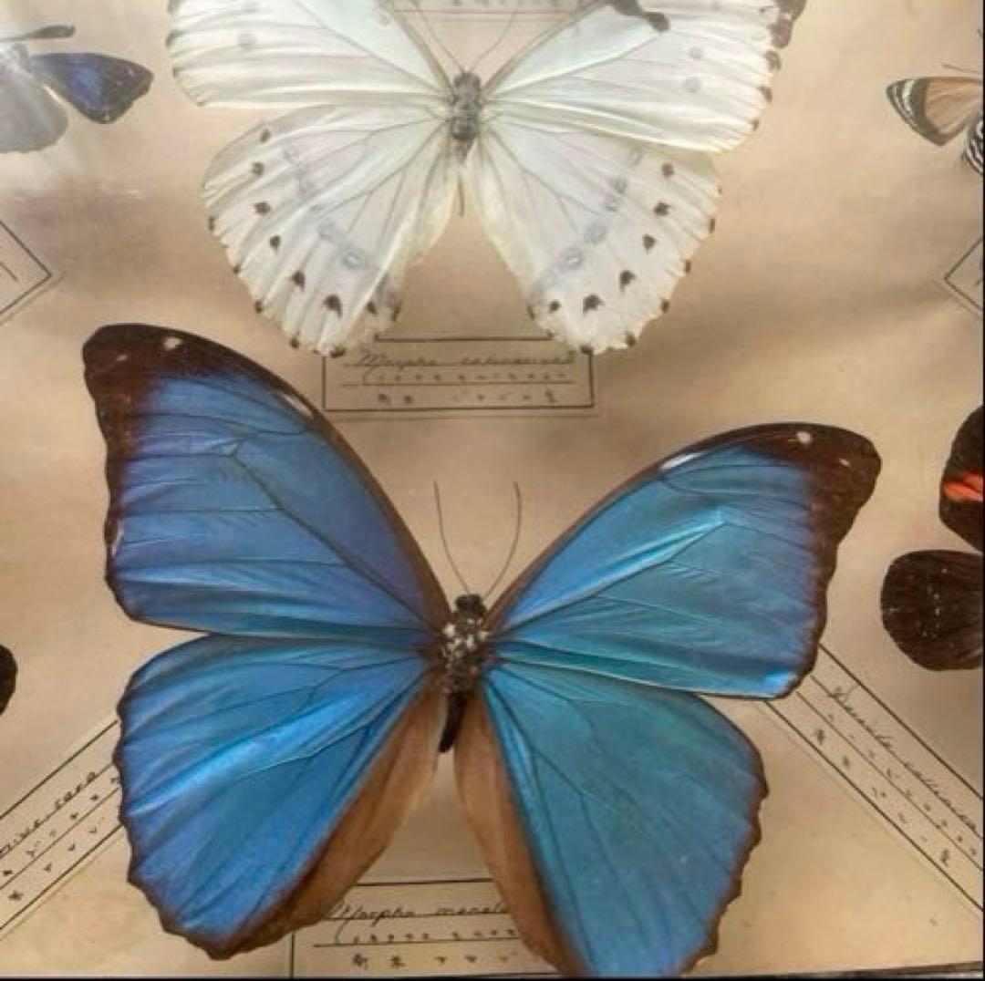 モルフォ蝶　他　アンティーク蝶標本　ヴィンテージ標本　全22種類