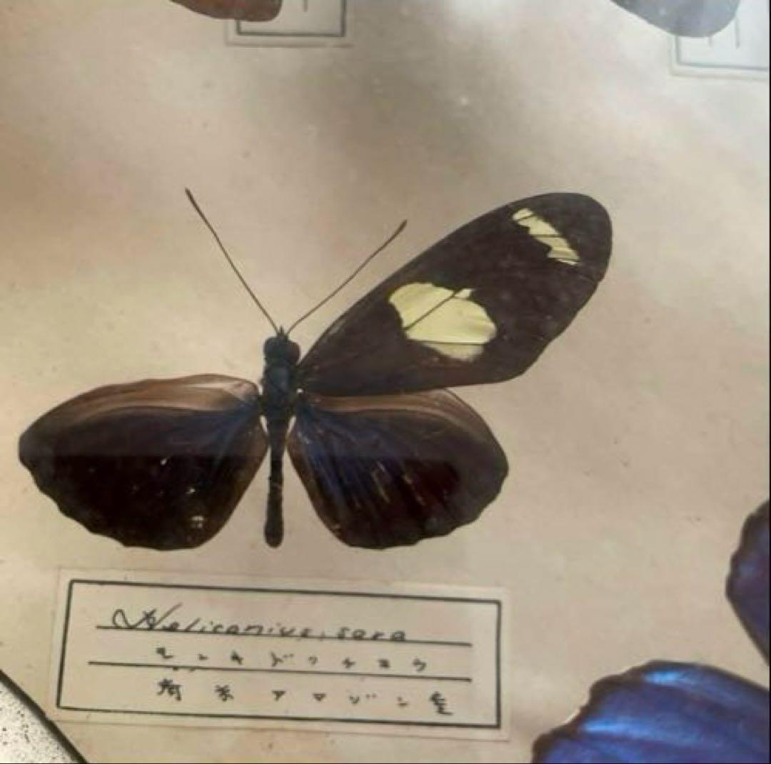 モルフォ蝶　他　アンティーク蝶標本　ヴィンテージ標本　全22種類